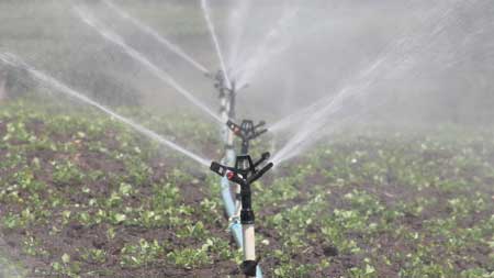 Grown in or irrigated with PFAS-contaminated soil or water